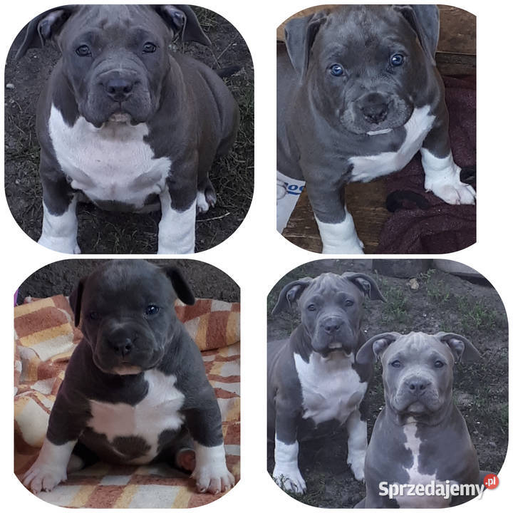 Amstaff Reproduktor Puławy sprzedam