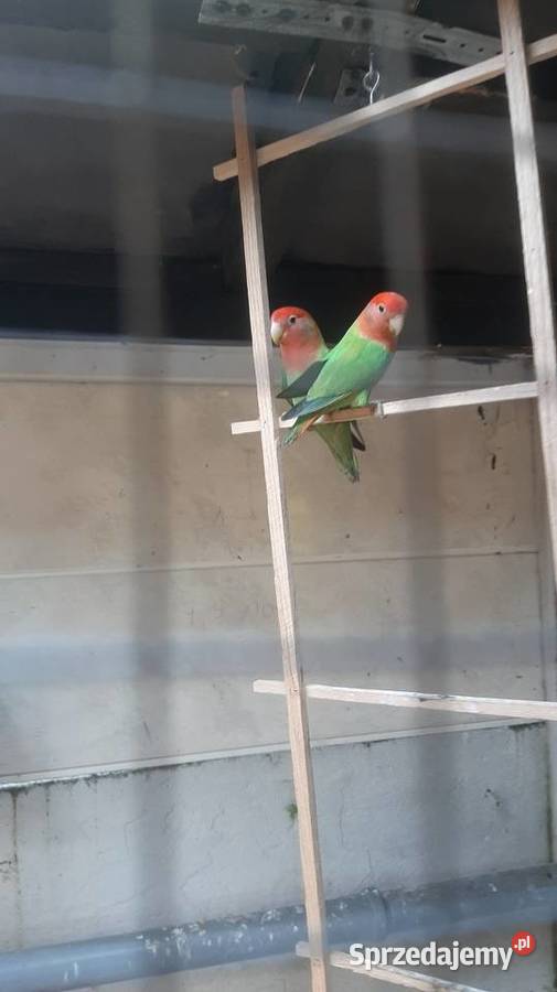 Papugi ze zdjęcia Ptaki