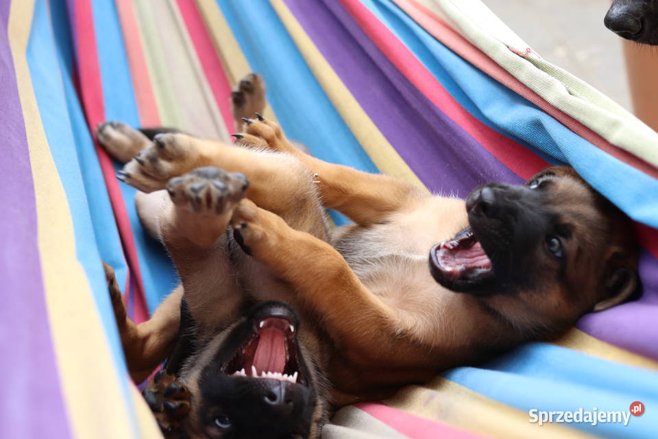 Owczarki Belgijskie Malinois Psy Otwock