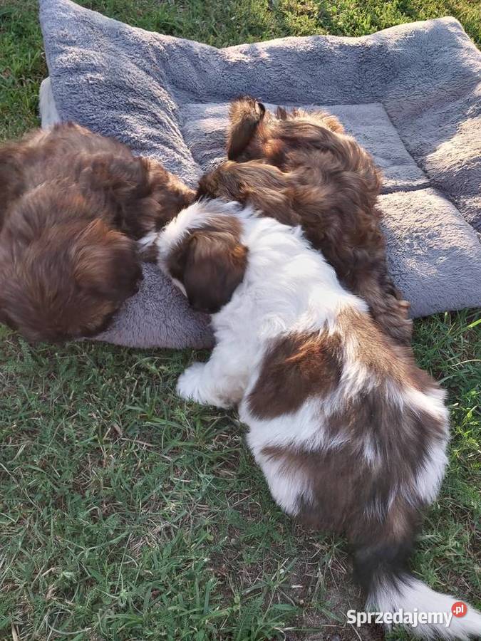 Shih tzu łódzkie Łódź