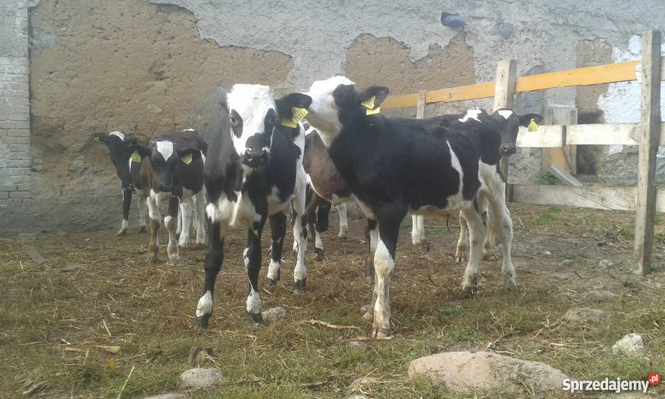 sprzedam byczki mieszance i ncb Waganiec