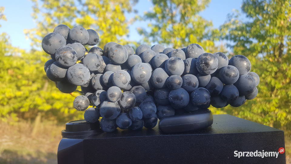 Sadzonki winorosli przerobowej Regent Dornfelder Magierowa Wola sprzedam