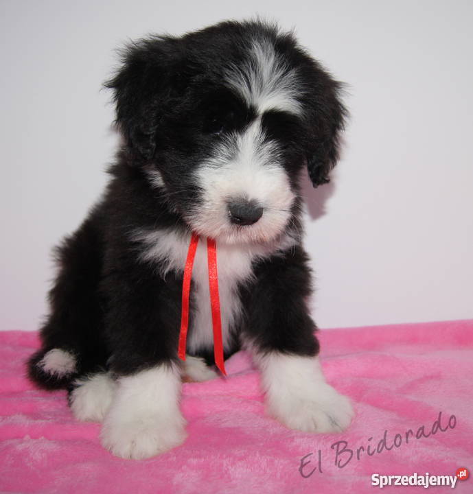 BEARDED COLLIE rodowodowe szczenięta Psy Kraków
