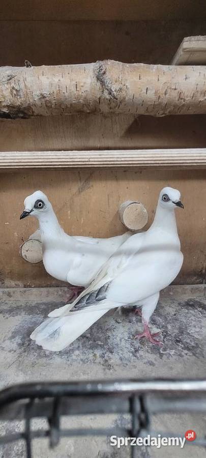 Gołębie wiedeński lotny Skierniewice