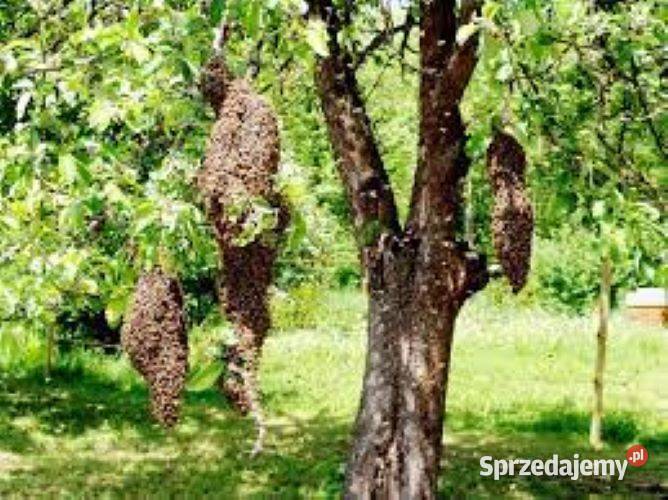 ROJE Rój Pszczół PSZCZOŁY Darmowo Usuniemy i Pszczelarstwo małopolskie Kraków