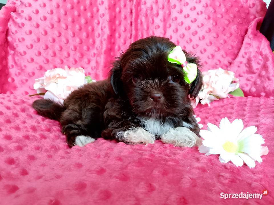 Gotowa do odbioru suczka rasy ShihTzu Byczyna