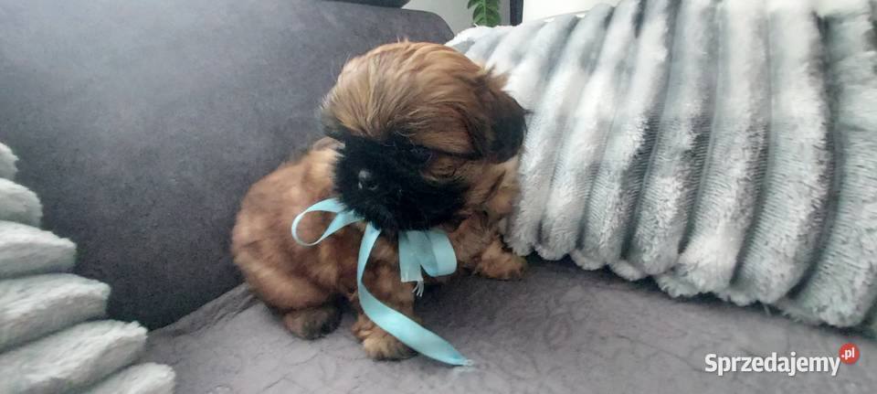 Brązowy Piesek ShihTzu Shih Tzu Radom