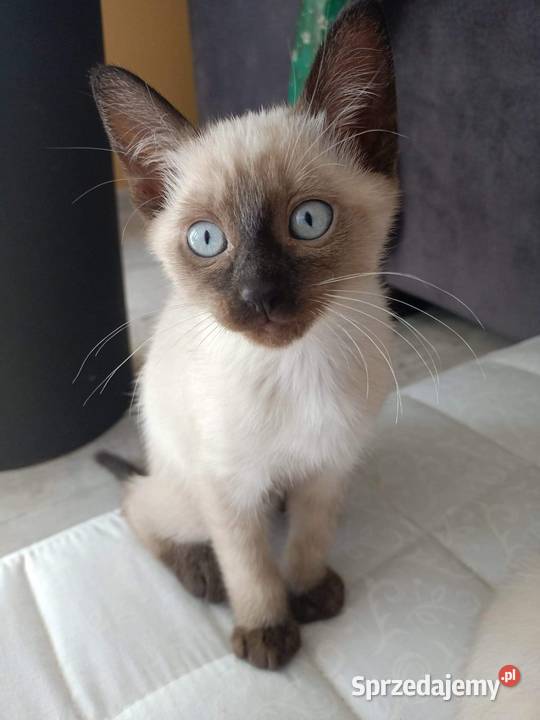 Reproduktor Syjamski Starego Gorzów Wielkopolski