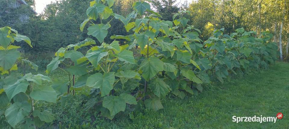 Paulownia Omszona Sadzonki 120180 Drzewo tlenowe Liściaste Biłgoraj sprzedam