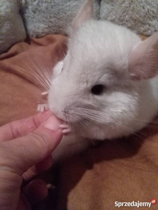 Młoda szynszyla biała samica 25 mies małopolskie Nowy Sącz sprzedam