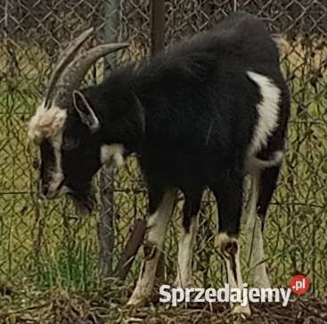 Zdrowy kozioł rozpłodowy Kozy Dębicze