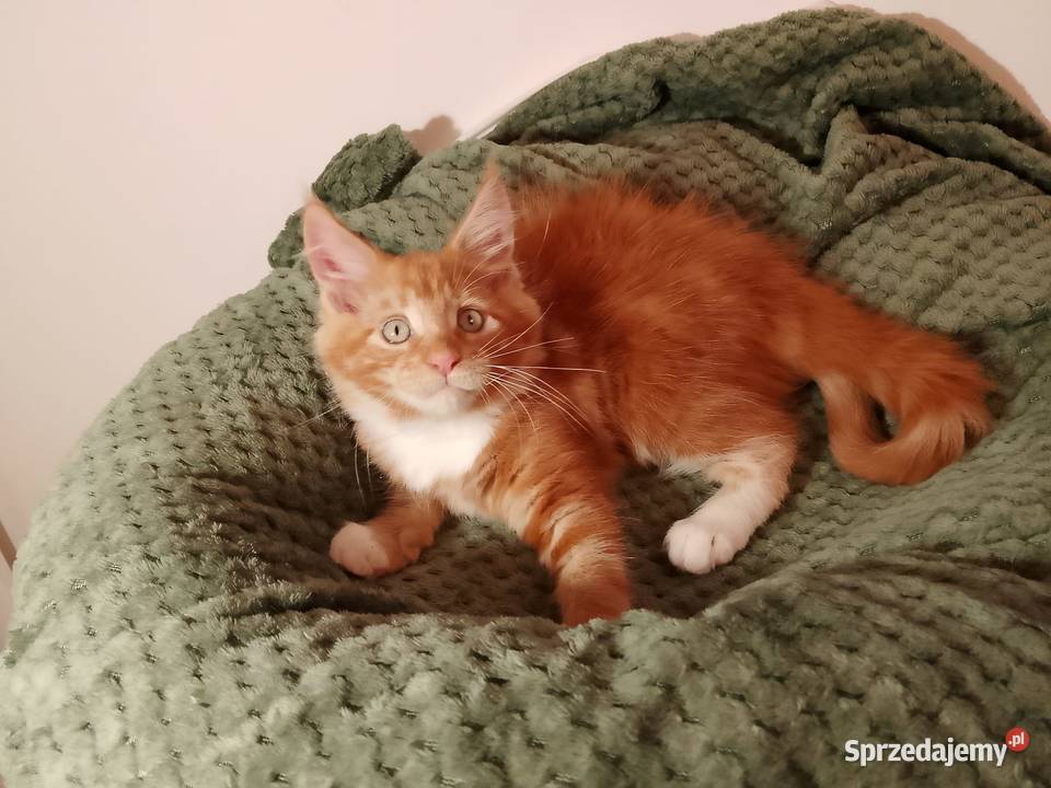 Kocurek Maine Coon Rodowód FPL Bytom Odrzański