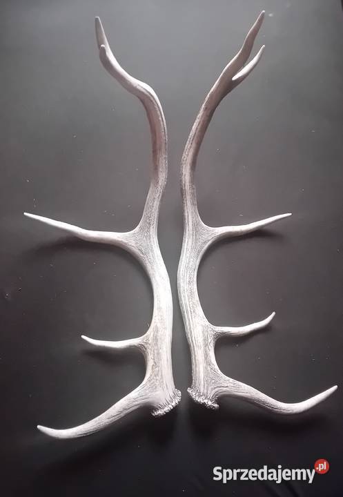 Poroże jelenia zrzuty Koźminek sprzedam