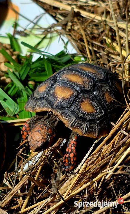 Młode Żółwie Żabuti Chelonoidis carbonarius Rybnik