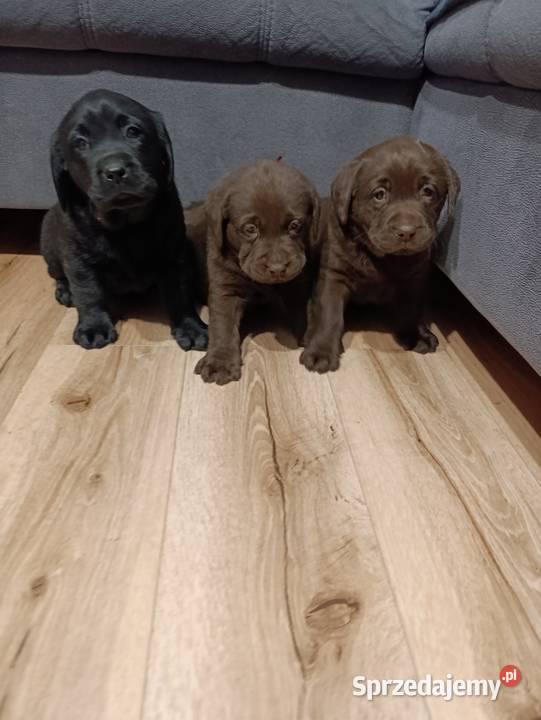 Pieski i suczki czarne Labradory Retriever Tarnów sprzedam