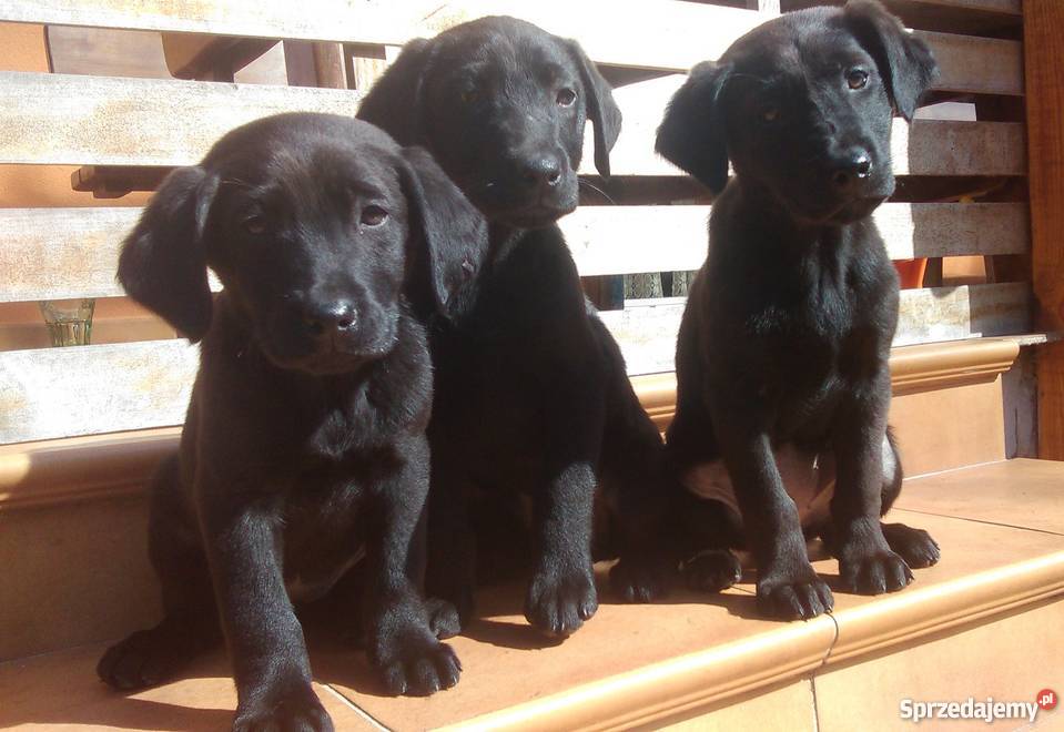 3 szczeniaki labrador świętokrzyskie sprzedam