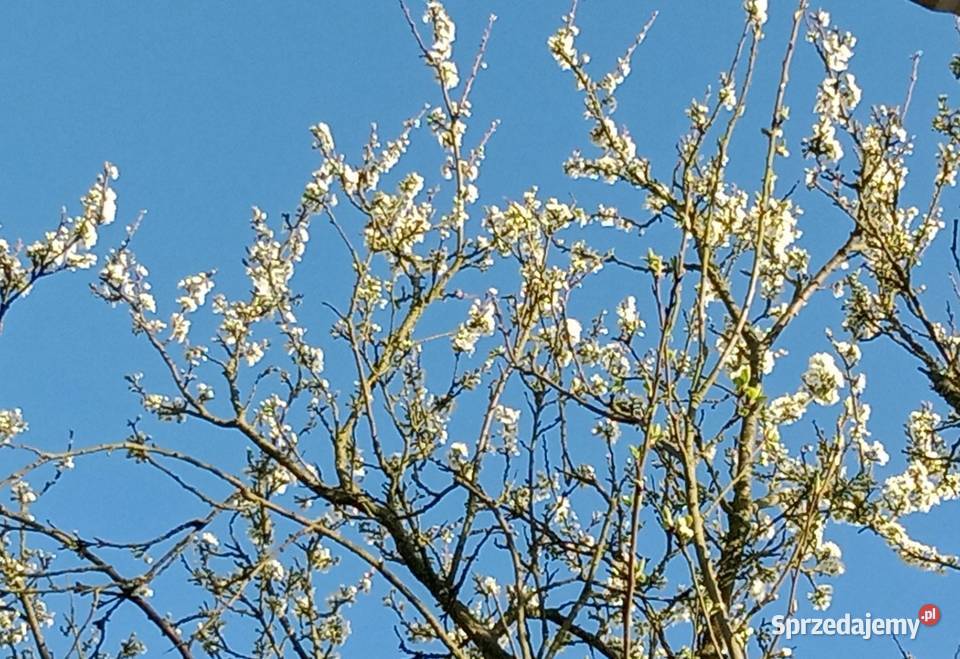 Działka ROD Szczecin Pozostałe