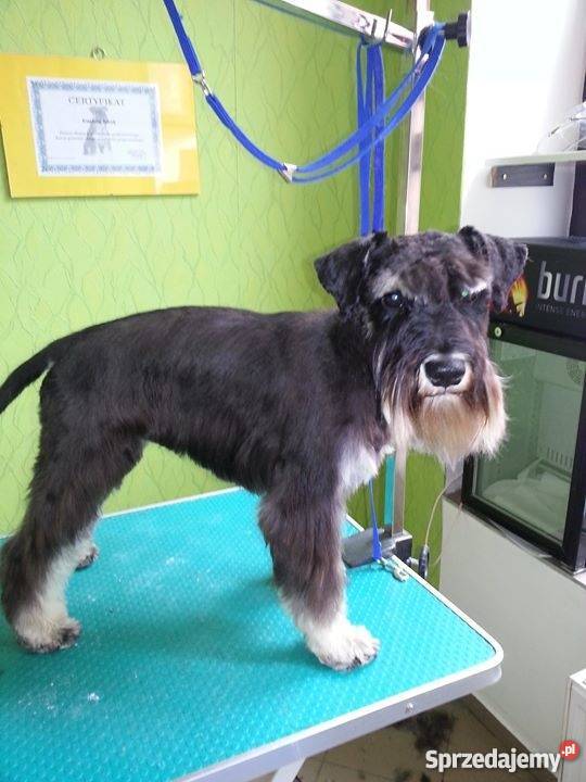 Strzyżenie psów i kotów salon JORUŚ Kraków