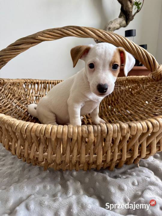 Wyjątkowy Jack Russell Terrier Rodowód Pasja i Jack Russell Terrier Psy sprzedam