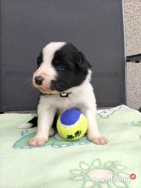 Szczeniak Border Collie ZKwP FCI