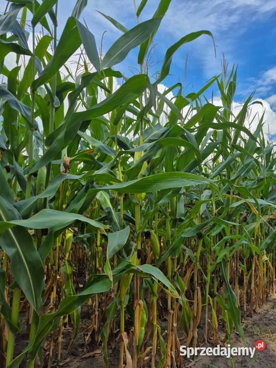 Nasiona kukurydzy Brevant P8902 Jerwonice