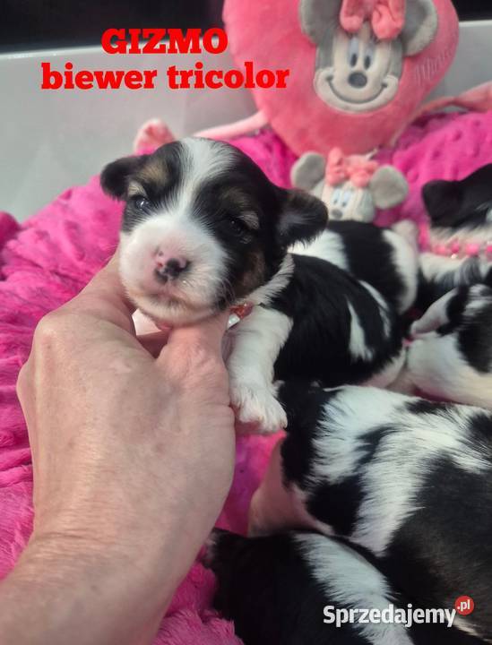Piesek yorkshire terrier biewer tricolor Łódź
