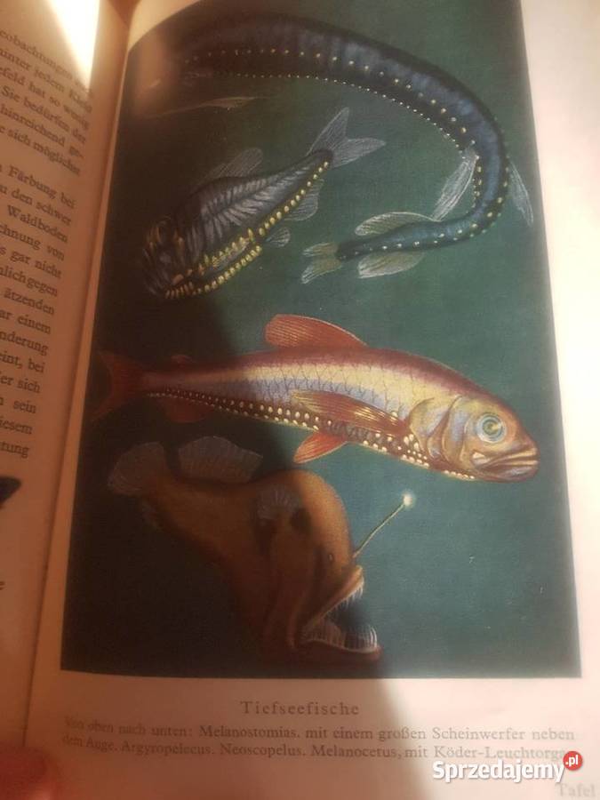 Stara niemiecka książka serdecznie Katowice