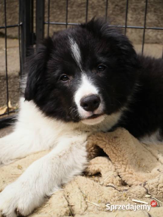 Hodowla FCI oferuje szczenięta border collie Milanówek sprzedam