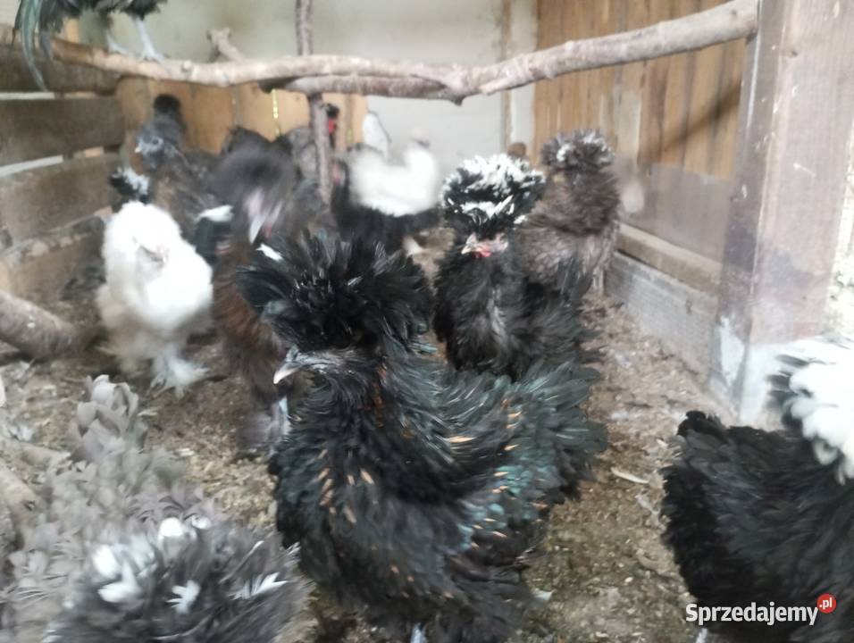 Kury ozdobne silki czubatka polska białoczuba
