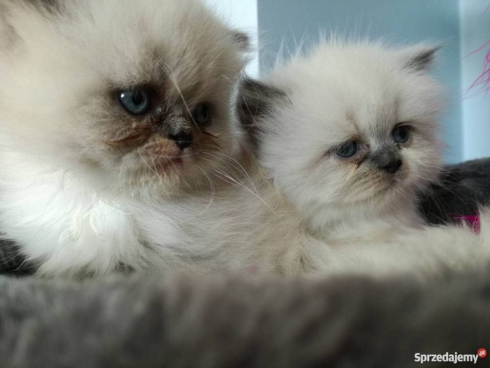 Kotki Perskie Stalowa Wola sprzedam