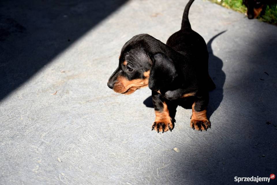 Jamniki Szczeniaki PIĘKNE Jamnik Jamnik Tuczępy