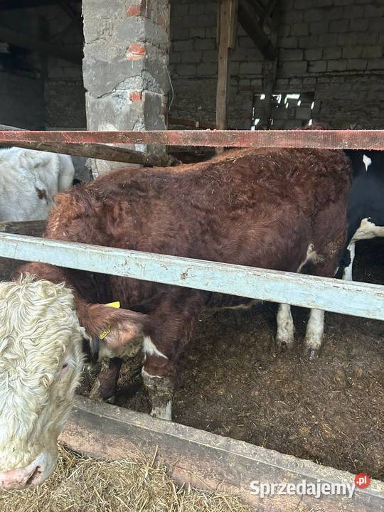 Siewnik do kukurydzy śrutownik i mieszalnik do