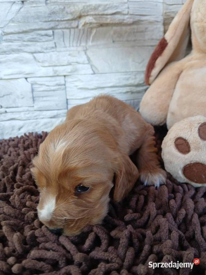 Śliczna sunia cocker spaniel Angielski Sieradz sprzedam