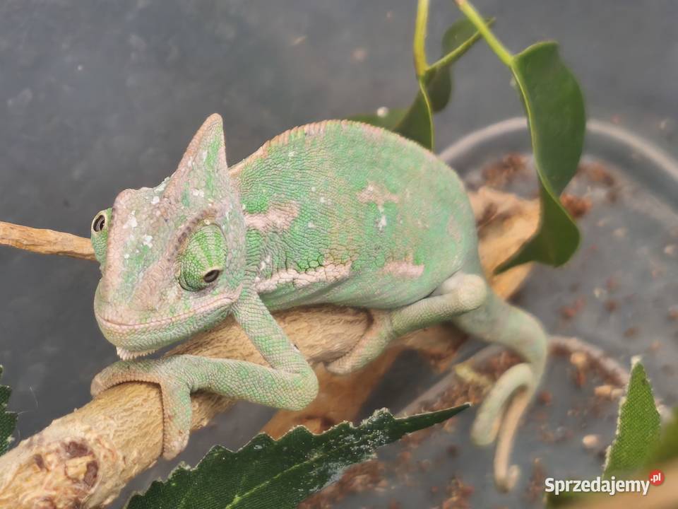 KAMELEON JEMEŃSKI SAMIEC 3 MIESIĄCE 68 CIAŁA Gady i płazy dolnośląskie Wałbrzych