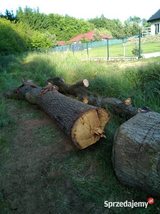 dąb tarczany Głogów