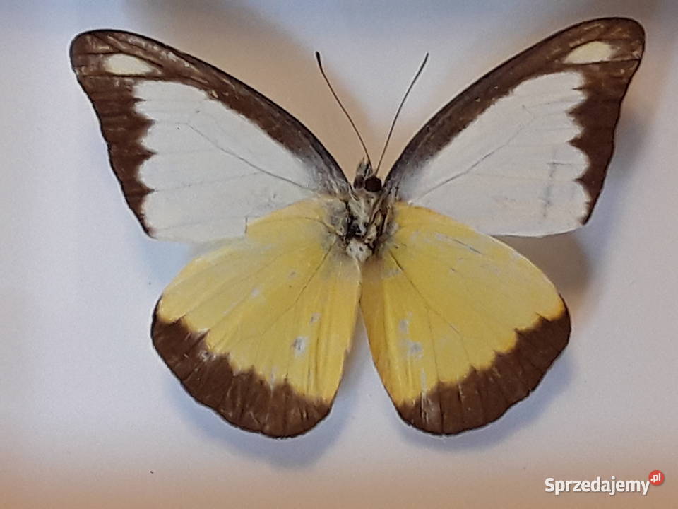 Motyl w ramce 12x10 Apias lyncida 60 mm Chiny Szczecin