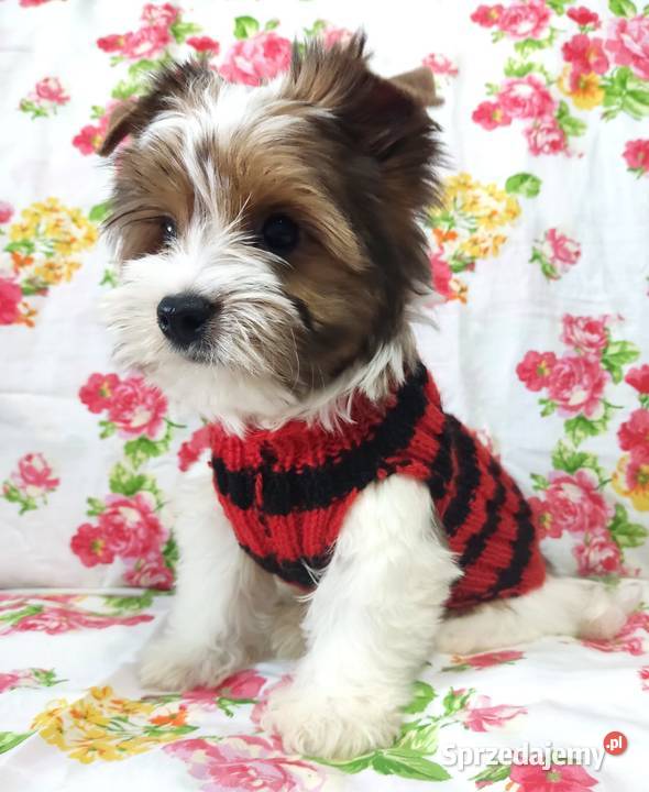 Do odbioru White Ocean Pearl YORK Śliczny piesek Opole