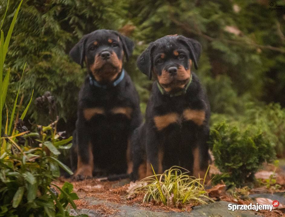 Szczenie samiec ROTTWEILER ZKwPFCI Kocmyrzów