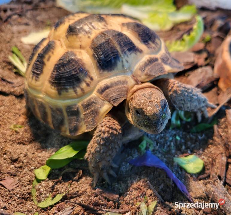 Żółw Lądowy Stepowy Sklep Zoologiczny Katowice sprzedam