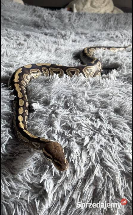 Pyton królewski razem z terrarium śląskie Bluszczów