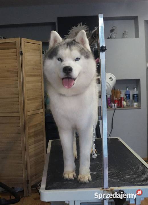 sky szczenięta agouti unikatowe ZKwP