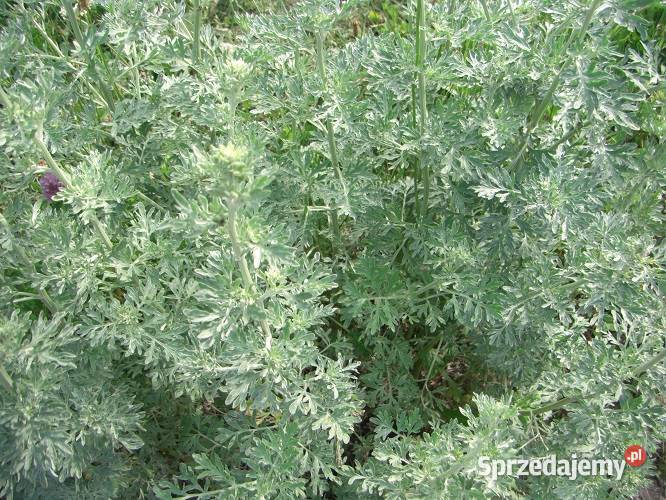 Zioła różne Białowieża