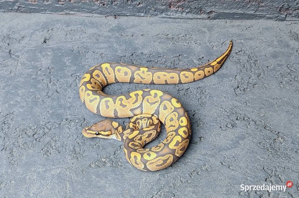 Pyton Królewski samica Hypo Ghost Gadka