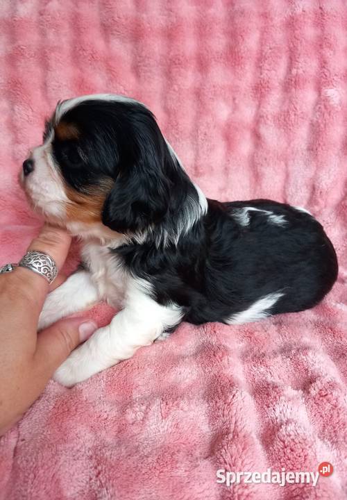 Cavalier King Charles Spaniel opolskie Strzelce Opolskie sprzedam