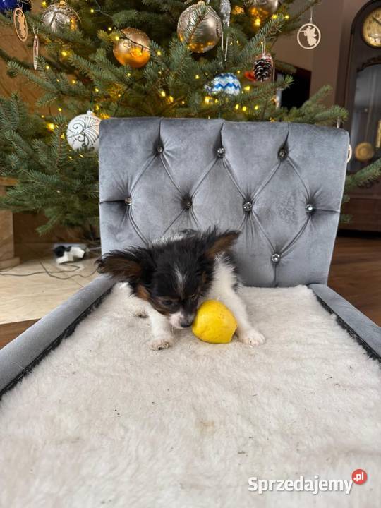 Papillon szczeniak Spaniel kontynentalny śląskie Dudki sprzedam