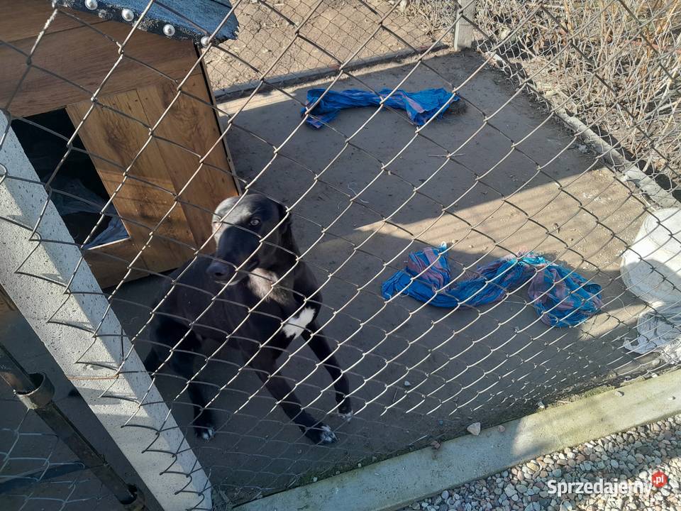 Pies chart Sadkowice sprzedam