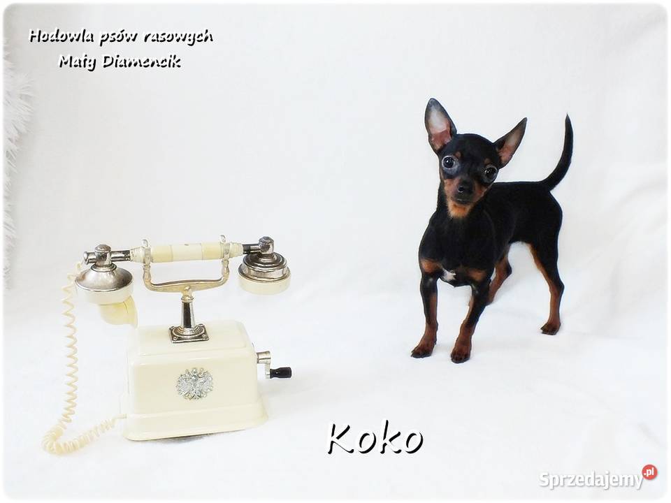 Ultra MINI Sunia KOKO Pinczer miniaturowy Żary