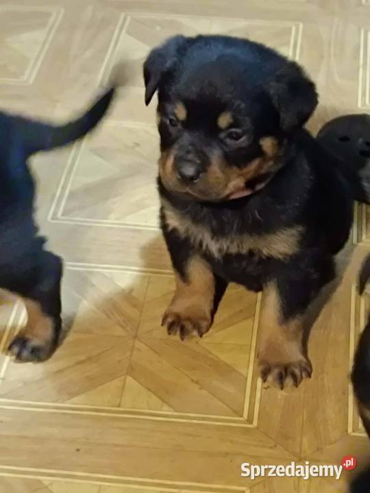 Rottweiler Szczenięta z Rodowodem mazowieckie Iłża