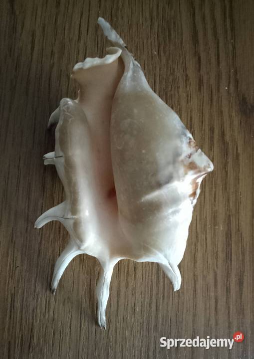 Muszla lambis 15 Nakło nad Notecią