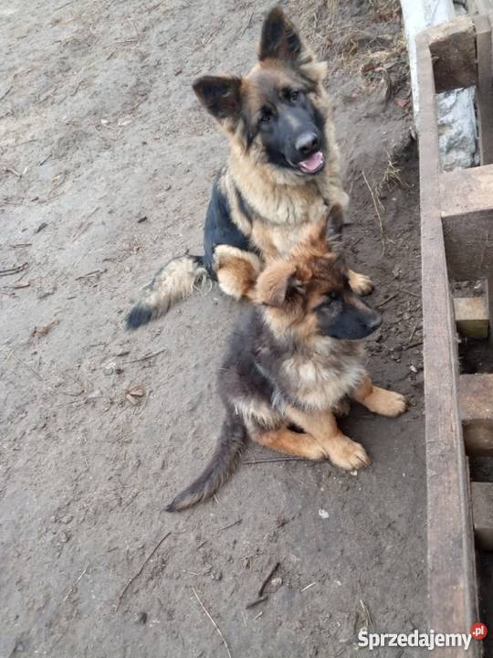 Owczarki niemieckie dlugowlose wilczaste Chmielnik
